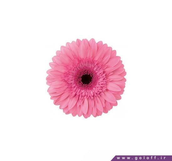 شاخه گل طبیعی - گل ژربرا سناتور - Gerbera | گل آف